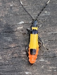 Chauliognathus imperialis