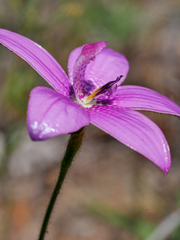 Elythranthera emarginata
