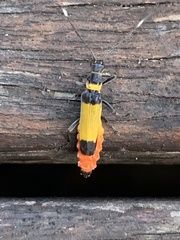 Chauliognathus imperialis