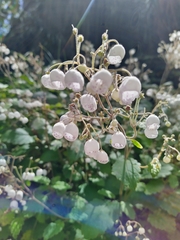 Jovellana