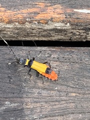 Chauliognathus imperialis
