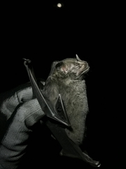 Artibeus jamaicensis