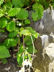 Jovellana