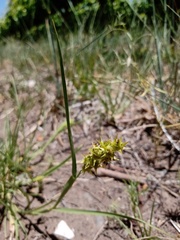 Cenchrus spinifex