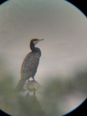 Phalacrocorax carbo