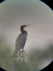 Phalacrocorax carbo