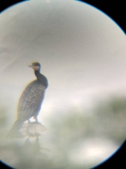 Phalacrocorax carbo