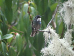 Lampornis castaneoventris