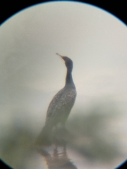 Phalacrocorax carbo