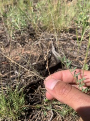 Astragalus flexuosus