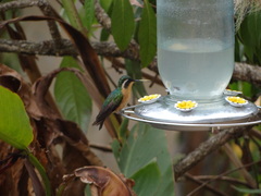 Lampornis castaneoventris