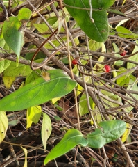 Lonicera maackii