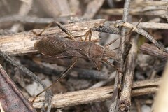 Burtinus notatipennis