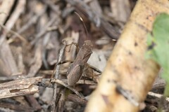 Burtinus notatipennis