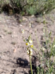 Monnina dictyocarpa
