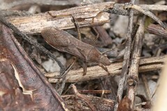 Burtinus notatipennis