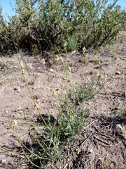 Monnina dictyocarpa