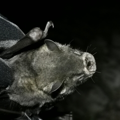 Artibeus jamaicensis