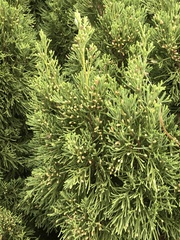 Chamaecyparis obtusa