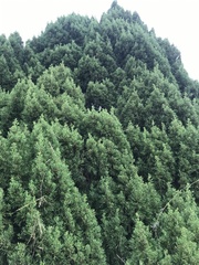 Chamaecyparis obtusa