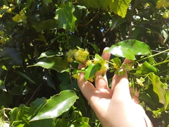Passiflora tetrandra