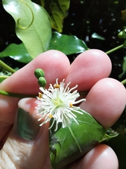 Passiflora tetrandra