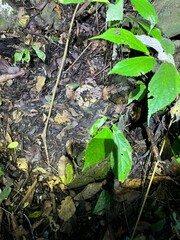 Deinagkistrodon acutus