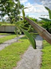 Stagmatoptera femoralis