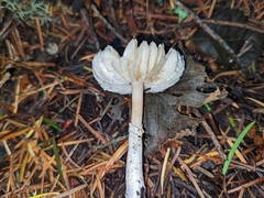 Lepiota rubrotinctoides