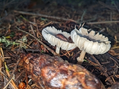 Lepiota rubrotinctoides