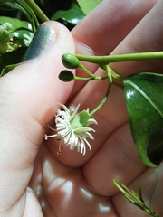 Passiflora tetrandra