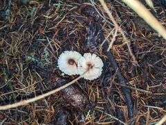 Lepiota rubrotinctoides