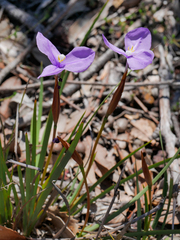 Patersonia occidentalis