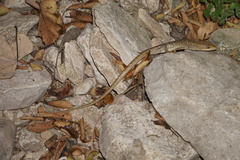 Gerrhonotus infernalis