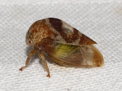 Cyrtolobus