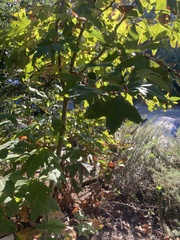 Platanus