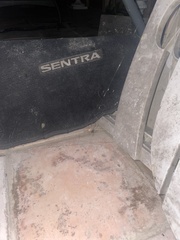 Latrodectus geometricus