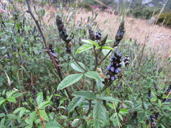 Otholobium mexicanum