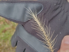 Elymus villosus