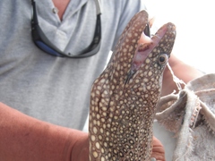 Muraena lentiginosa