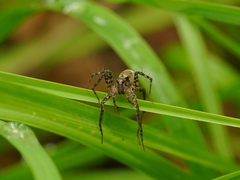 Pardosa laura