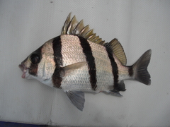 Genyatremus dovii