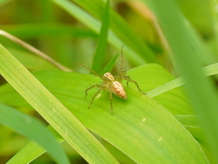 Oxyopes sertatus