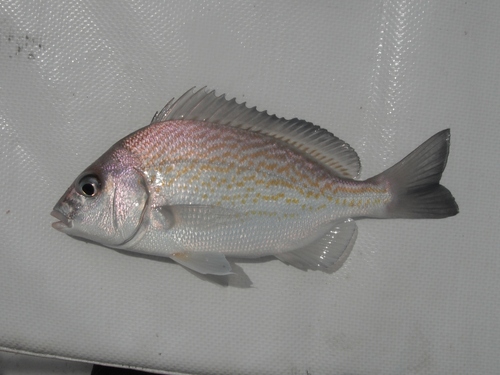 Brassy grunt (Orthopristis chalceus) — Haemulidae — 5