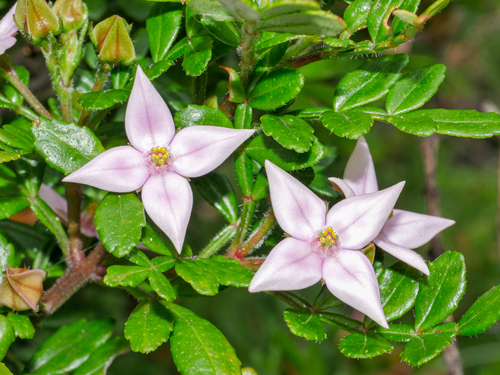 Boronia alata Sm.