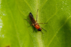 Acraspisa