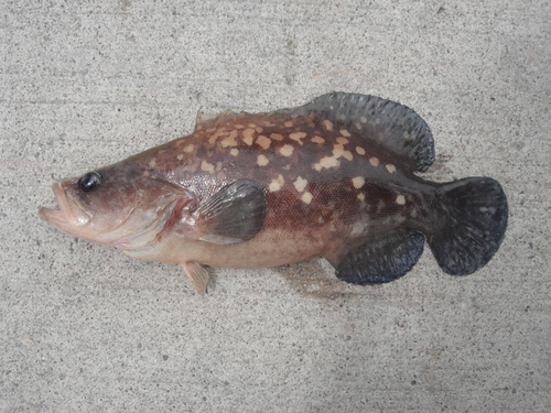 Mottled soapfish (Rypticus bicolor) — Serranidae — 3