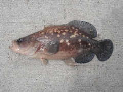 Rypticus bicolor