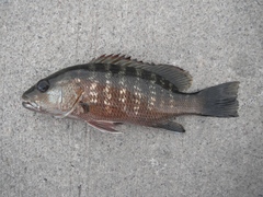 Lutjanus novemfasciatus