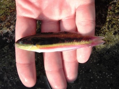 Thalassoma lucasanum